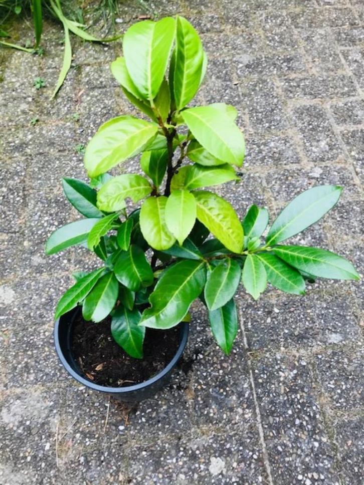 Te koop: Laurier Prunus Laurocerasus, Tuin en Terras, Planten | Tuinplanten, Vaste plant, Overige soorten, Halfschaduw, Lente