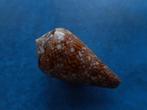 Schelpen: Conus dalli Stearns gem 38mm, Verzenden, Schelp(en)