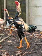 Indo gigante broedeieren, Dieren en Toebehoren, Pluimvee, Geslacht onbekend, Kip