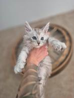 Maincoon kittins, Dieren en Toebehoren, Katten en Kittens | Raskatten | Langhaar, Kater
