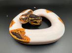 1.0 Yellowbelly Pied ball python regius te koop, Dieren en Toebehoren, Reptielen en Amfibieën, Slang, Tam, 0 tot 2 jaar