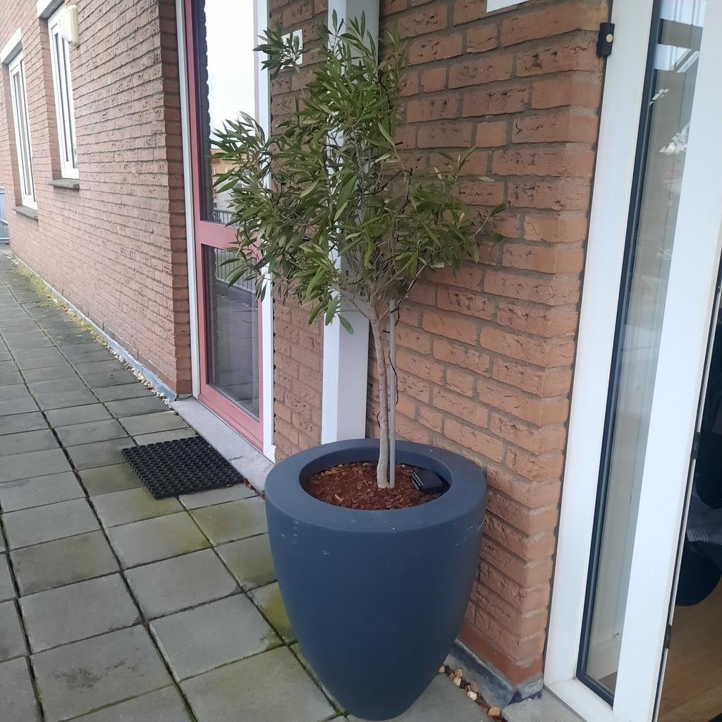 Plantenpot Adezz met olijfboompje., Tuin en Terras, Planten | Tuinplanten, Volle zon, Vaste plant, Bloeit niet, Ophalen