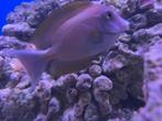 gestreepte borsteltand doktersvis, Dieren en Toebehoren, Vis, Zoutwatervis