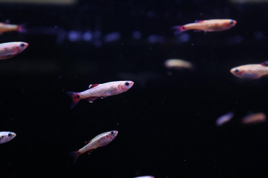 Chinese Danio, Dieren en Toebehoren, Vissen | Aquariumvissen, Vis, Zoetwatervis, Schoolvis