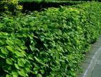Goedkope groene beukenhagen, rode beuk haag en haagbeuken, Ophalen of Verzenden, Beukenhaag