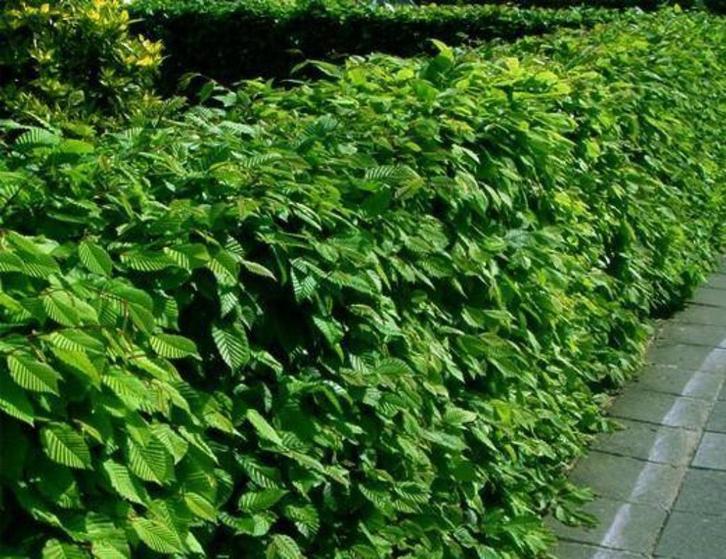 Goedkope groene beukenhagen, rode beuk haag en haagbeuken, Tuin en Terras, Planten | Struiken en Hagen, Beukenhaag, Ophalen of Verzenden