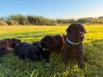 Prachtige Herder x Labrador pups, Dieren en Toebehoren, Honden | Herdershonden en Veedrijvers, Rabiës (hondsdolheid), 8 tot 15 weken