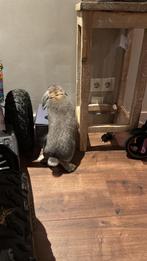 Konijn + kooi + speelgoed + voer + hooi + zaagsel etc., Ophalen of Verzenden, Kooi, Konijn, Minder dan 60 cm