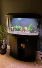 Ferplast Cayman 80 Aquarium (150 liter), Ophalen, Gebruikt, Gevuld zoetwateraquarium