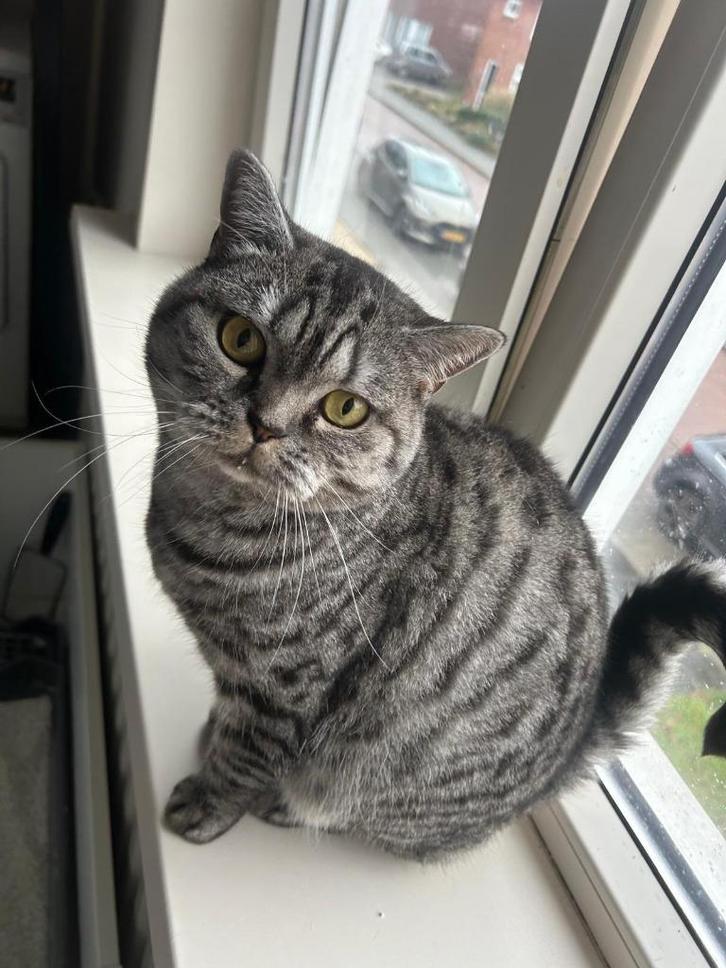 Britse Korthaar Poes, Dieren en Toebehoren, Katten en Kittens | Raskatten | Korthaar, Poes, 3 tot 5 jaar, Gechipt, Ontwormd, Ingeënt