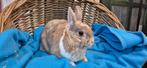gecastreerde ram BUNNY uit de opvang zoekt een tehuis!, Mannelijk
