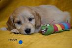 Leuke kruising labradoodle pups, medium., Dieren en Toebehoren, Nederland, Overige rassen, 8 tot 15 weken, CDV (hondenziekte)