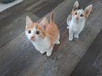Kittens te koop, Poes