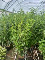 Prunus lauro. Genolia laurier smalopgaande soort potgekweekt, Tuin en Terras, Planten | Struiken en Hagen, Ophalen of Verzenden