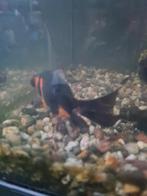 2 sluierstaarten goudvissen, Dieren en Toebehoren, Vissen | Aquariumvissen, Vis