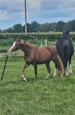Prachtige welsh sportpony, Dieren en Toebehoren, Ruin, Niet van toepassing, 0 tot 2 jaar, Gechipt