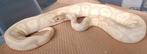 Lavender albino het pied, Dieren en Toebehoren, Reptielen en Amfibieën, Slang, 3 tot 6 jaar