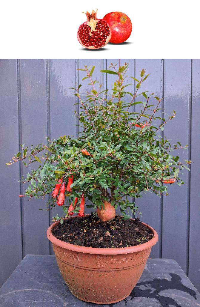 Punica Granatum var. Nana- Dwerggranaatappel., Tuin en Terras, Planten | Fruitbomen, Overige soorten, Minder dan 100 cm, Volle zon
