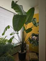 Strelitzia Nicolai - Paradijsvogelplant, Huis en Inrichting, Kamerplanten, Ophalen, Halfschaduw, 200 cm of meer