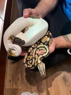 Slangen, Dieren en Toebehoren, Reptielen en Amfibieën, Slang, 3 tot 6 jaar