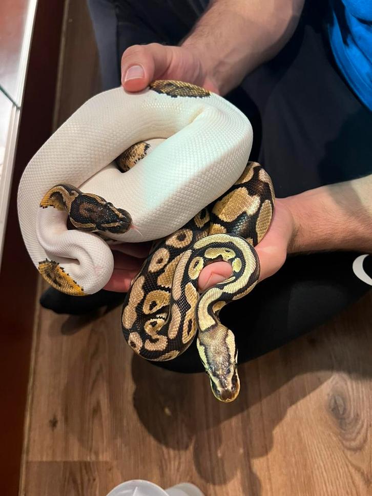 Slangen, Dieren en Toebehoren, Reptielen en Amfibieën, Slang, 3 tot 6 jaar