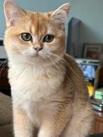 British Shorthair Black Golden – Gechipt & Gevaccineerd, Dieren en Toebehoren, Katten en Kittens | Raskatten | Korthaar, Poes