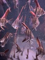 Redback Maanvissen 5€/S, Dieren en Toebehoren, Vissen | Aquariumvissen