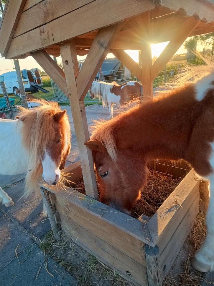 Aangeboden plek op kleinschalige paddock paradise met wei, Dieren en Toebehoren, Stalling en Weidegang, Weidegang