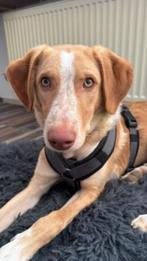 kubo zoekt een warm mandje, Rabiës (hondsdolheid), 15 weken tot 1 jaar, Reu, Eén hond