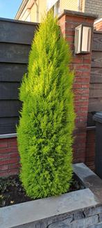 Conifeer - Zuilboom 120cm hoog, Tuin en Terras, Bloeit niet, 100 tot 250 cm, Zuilboom, Ophalen