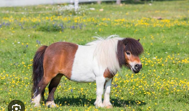 GEZOCHT Gezeldschap pony in eventuele bruikleen, Dieren en Toebehoren, Stalling en Weidegang