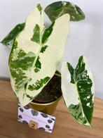 Alocasia Frydek Variegata #2 P9, Ophalen of Verzenden, Overige soorten, Minder dan 100 cm