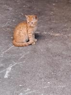 Kitten rood, zwart, Dieren en Toebehoren, Katten en Kittens | Overige Katten, Poes, Kortharig, 0 tot 2 jaar