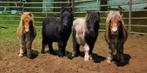 4 Shetland hengstveulens (geboren 2025), Minder dan 160 cm, Hengst, Recreatiepaard, Gechipt