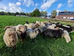 TE KOOP/ RESERVEREN Skudde kleine schapen, Dieren en Toebehoren, Schaap, Meerdere dieren, 0 tot 2 jaar