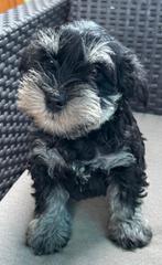 Dwergschnauzer-Miniatuurschnauzer Pups, Dieren en Toebehoren, Rabiës (hondsdolheid), 15 weken tot 1 jaar, Eén hond, Nederland