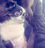 Lief chihuahua teefje, Dieren en Toebehoren, Honden | Chihuahua's en Gezelschapshonden, Rabiës (hondsdolheid), Teef, Eén hond