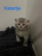 Britse korthaar kittens, Dieren en Toebehoren, Katten en Kittens | Raskatten | Korthaar, Meerdere dieren