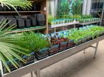 Volop waterplanten, vijverplanten, zuurstofplanten en lelie, Dieren en Toebehoren, Vissen | Vijvervissen, Overige soorten