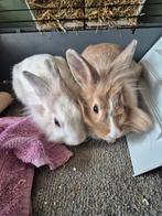 Leeuwenkop dwergkonijntje, Mannelijk