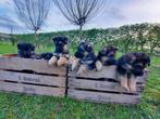 Duitse herder puppies, Dieren en Toebehoren, Honden | Herdershonden en Veedrijvers, Particulier, Meerdere, 8 tot 15 weken, Meerdere dieren