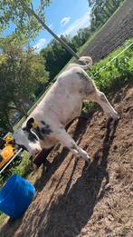 Kalf te koop!, Vrouwelijk, Schaap