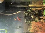Zwaardragers, Dieren en Toebehoren, Vissen | Aquariumvissen, Vis, Zoetwatervis, Schoolvis