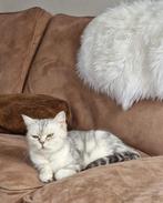 Britse korthaar poes, Dieren en Toebehoren, Katten en Kittens | Raskatten | Langhaar, Poes, Ontwormd, 6 jaar of ouder