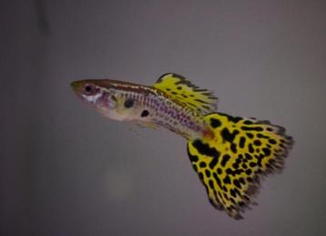 Mooie Gele cobra guppen yellow cobra guppy  beschikbaar voor biedingen