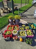 Stoofpeer Winterrietpeer Stoofperen Onbespoten, Tuin en Terras, Ophalen, Lente, Volle zon, Perenboom