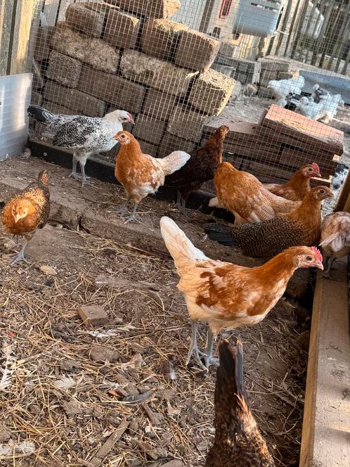 Fries hoen, Dieren en Toebehoren, Pluimvee, Kip, Meerdere dieren