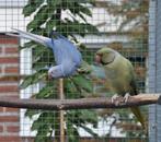 Koppel opa violet groen / blauw / blst x Opa violet / blst, Dieren en Toebehoren, Vogels | Parkieten en Papegaaien, Meerdere dieren