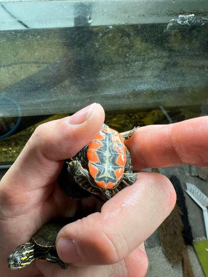 Chrysemys picta belli - Westelijke sierschildpad, Dieren en Toebehoren, Reptielen en Amfibieën, Schildpad