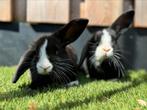 Handtamme jonge hangoor rammetjes, Dieren en Toebehoren, Meerdere dieren, Dwerg, Hangoor
